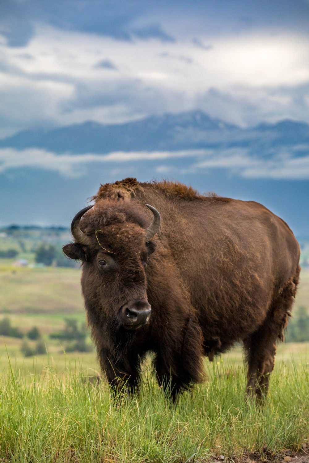 Wildlife Viewing Areas in Western Montana | The Official Western Montana  Travel & Tourism Blog