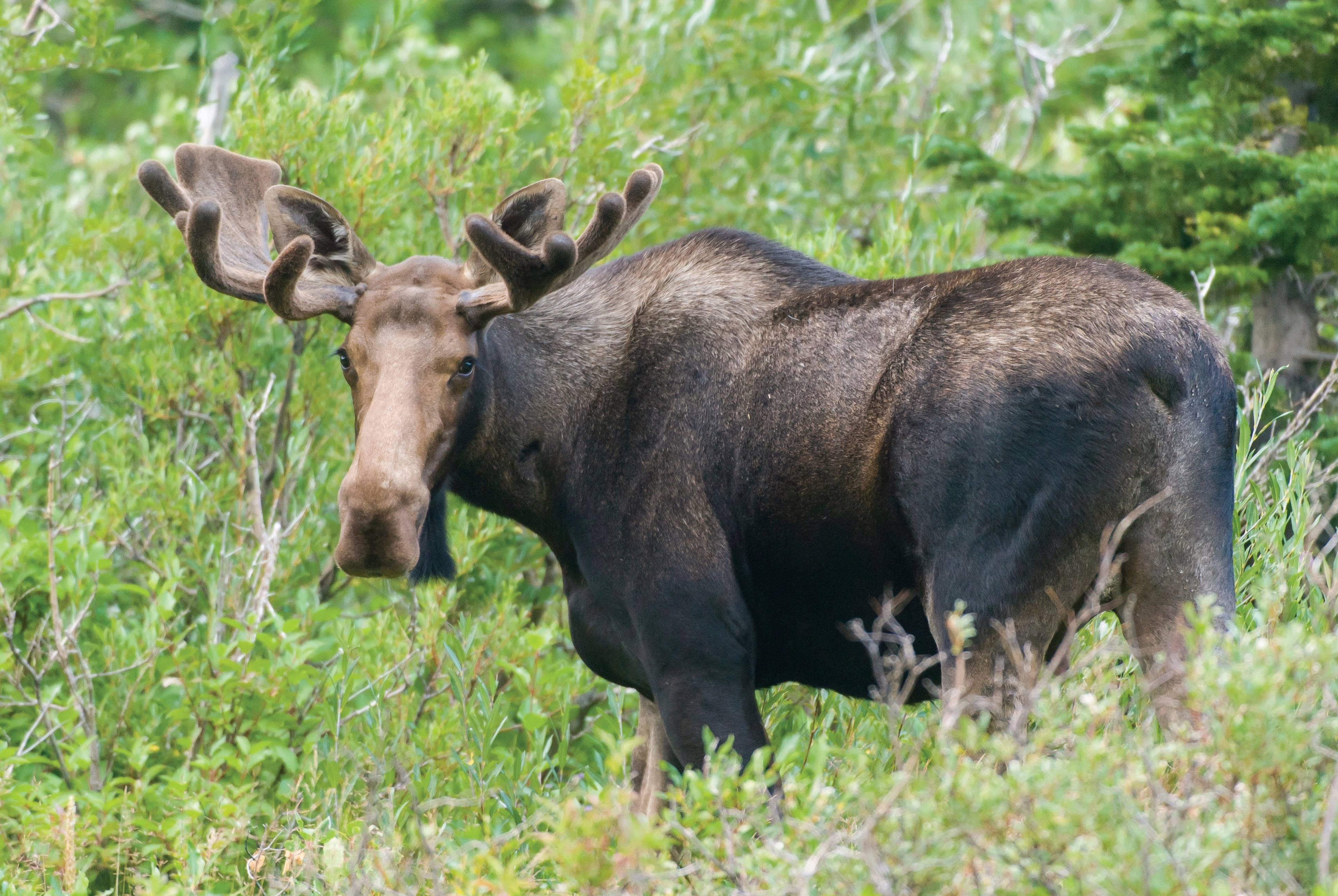 Wildlife Viewing Areas in Western Montana