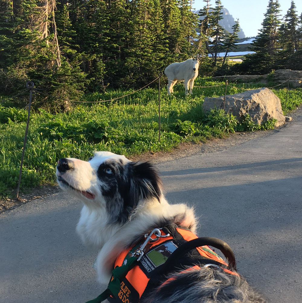 Our own Gracie the Bark Ranger is - Glacier National Park