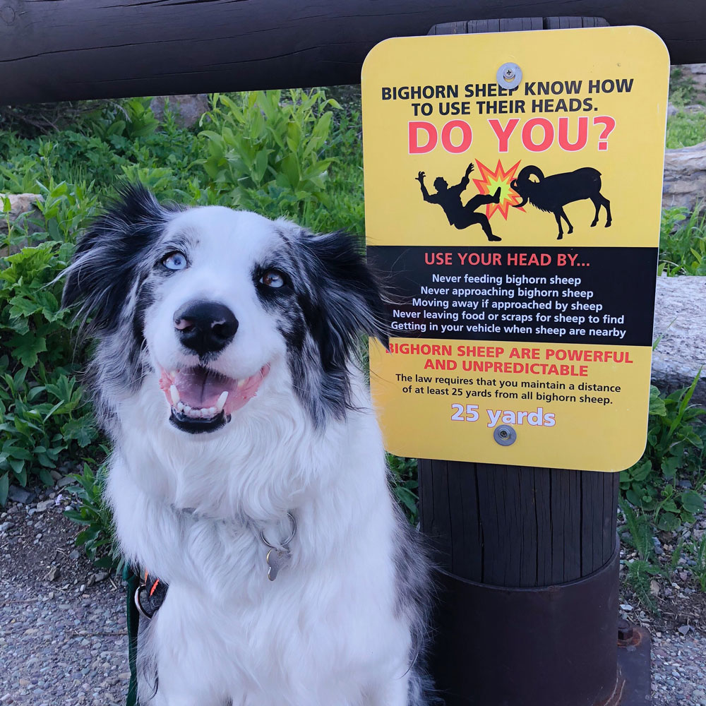 Meet Glacier National Park's 'bark ranger,' a dog trained to keep wildlife  and visitors safe