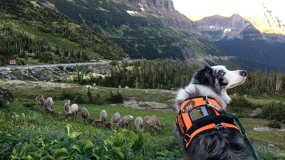 Be a B.A.R.K. Ranger - Pets (U.S. National Park Service)