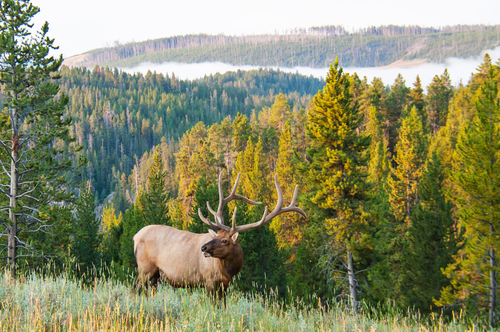 Hunting Outfitters in Western Montana