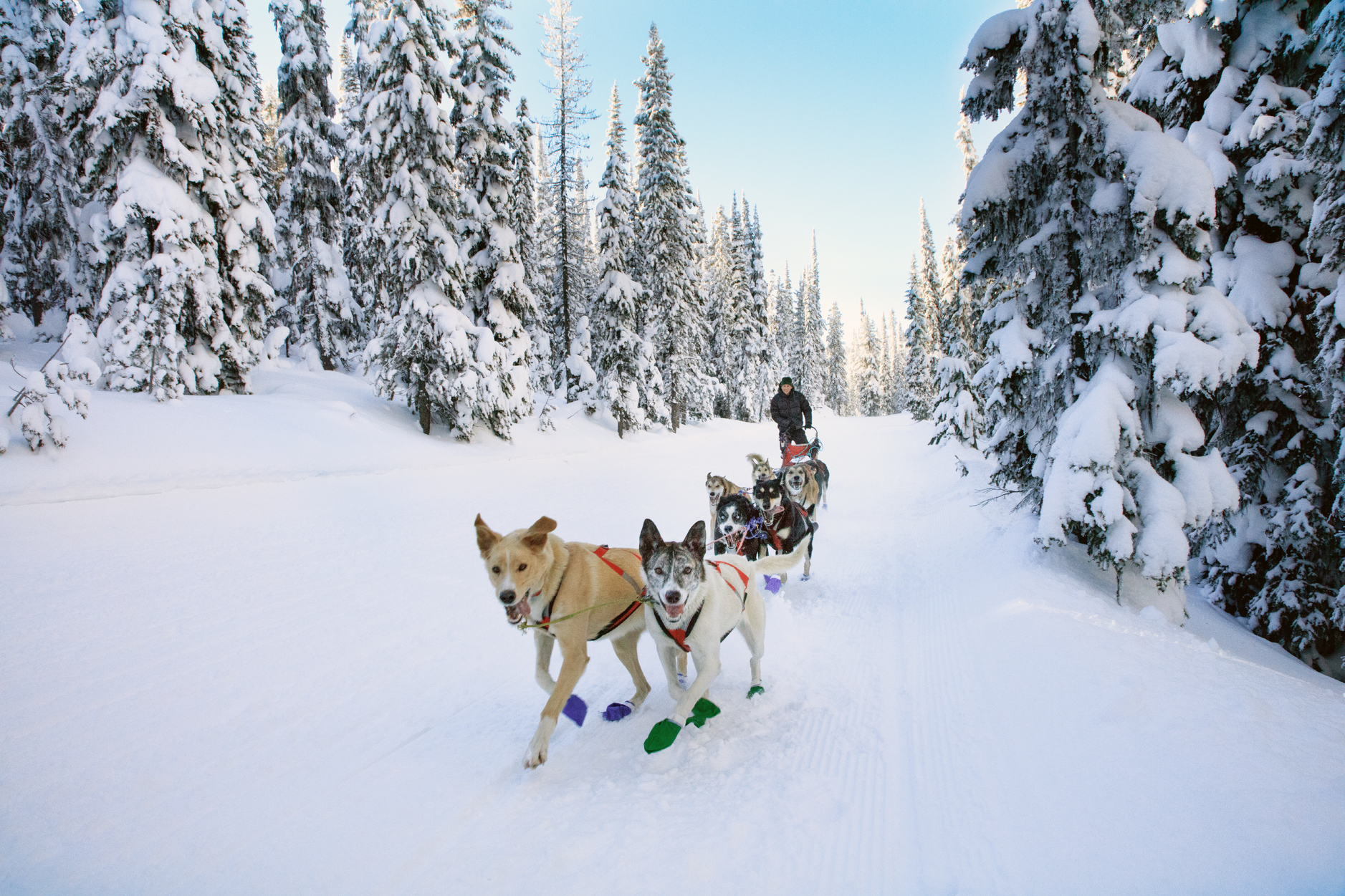 Простоквашино ездовые собаки. Sledge Dog Team Wrapped around the Base with Winter Mountain Scene behind:.