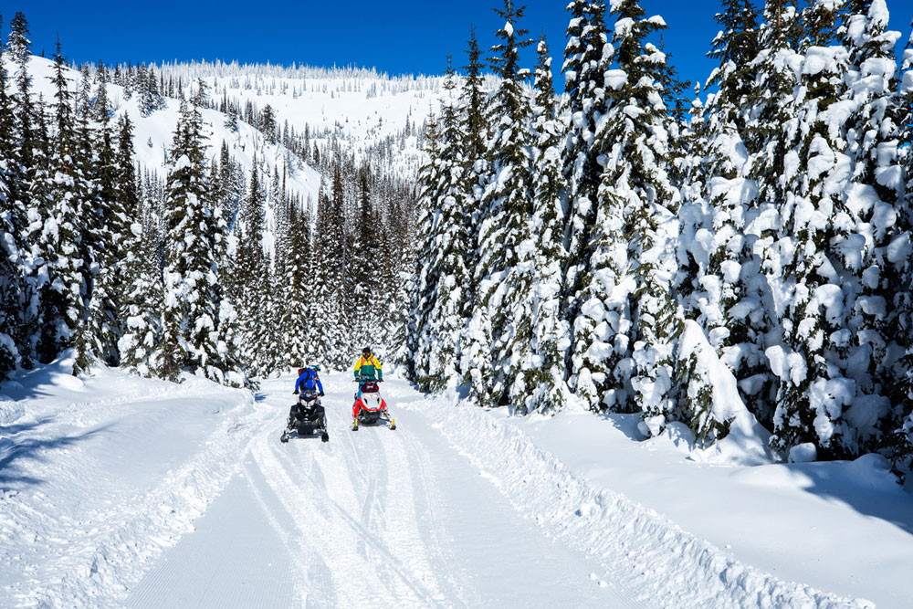 Three snowmobilers riding through a snowy forest trail.