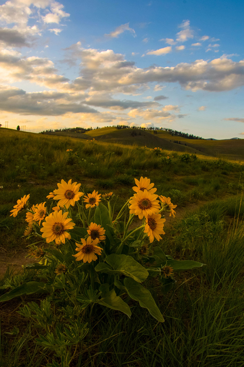 Wildflower Season in Western Montana