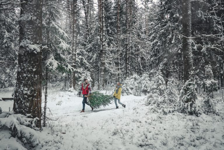 Christmas Trees in Western Montana The Official Western Montana