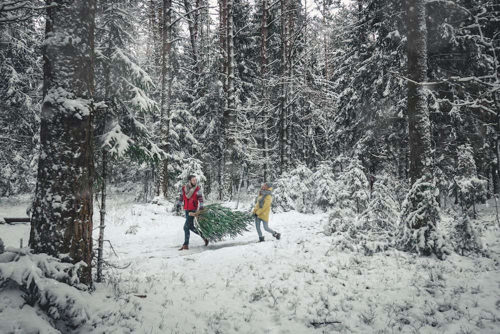 Christmas Trees in Western Montana