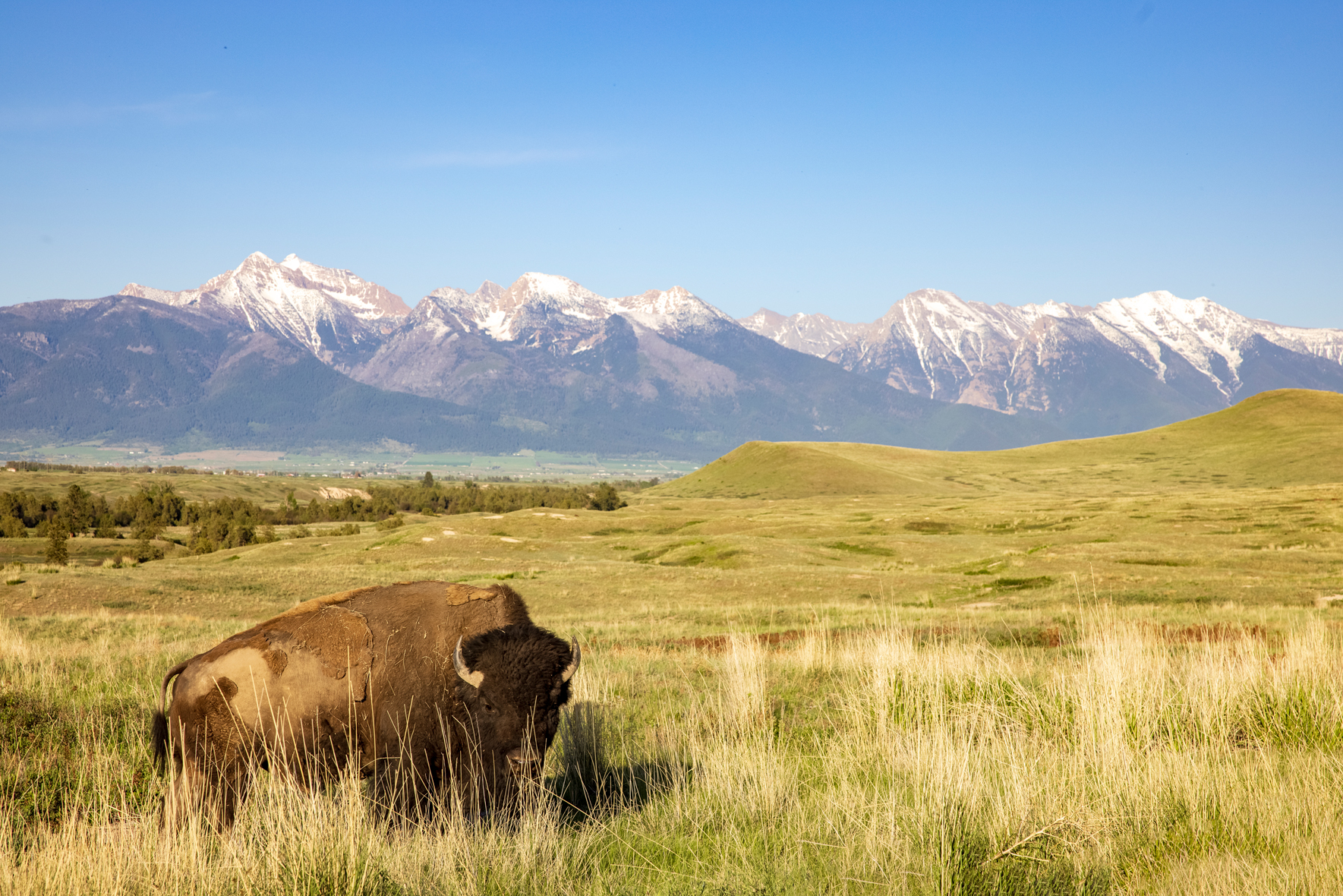 Bison Reintroduction to the Tribal Nations in Western Montana
