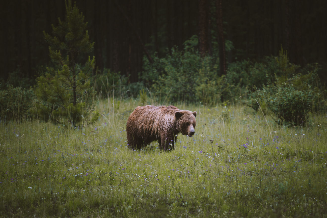 Be Advised: Summer Safety in Western Montana