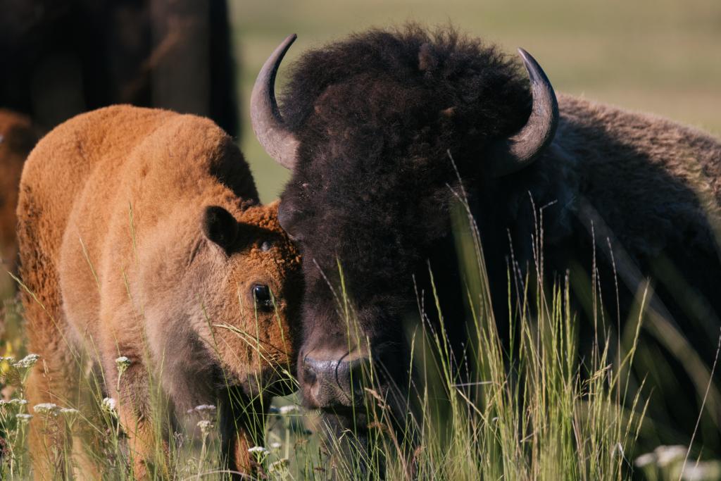 Hidden in Plain Sight: CSKT Bison Range