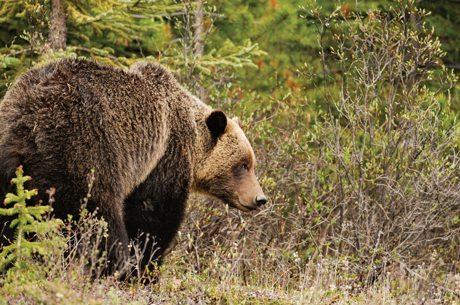 Enjoy Western Montana’s Wildlife Safely and Respectfully